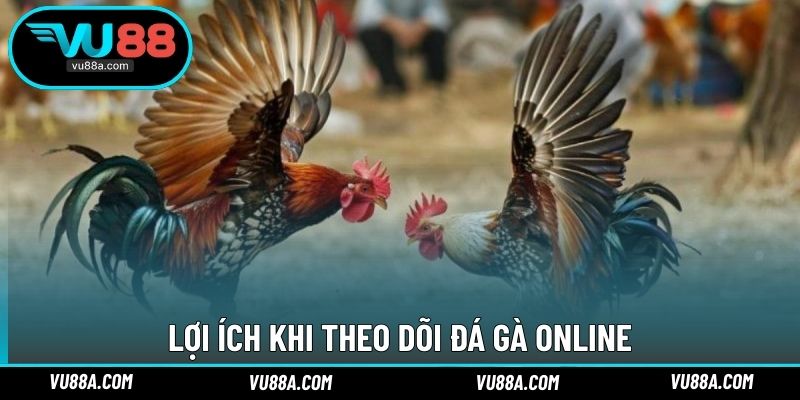Lợi ích khi theo dõi đá gà online