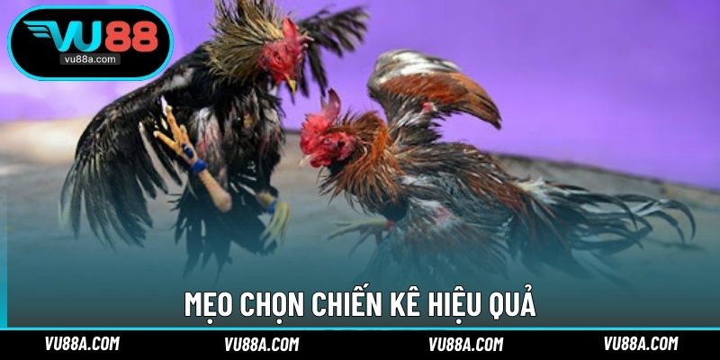 Mẹo chọn chiến kê hiệu quả